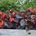 Plants with purple leaves and red flowers are in a wooden tray.