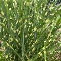 Grass blades are green with random yellowish patches.