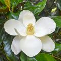 A large, creamy white bloom has a woody, yellow center cone.