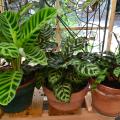 Three potted plants have green leaves with stripes or spots.