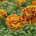 Round, yellow flowers with orange highlight.