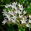 Small, white flowers bloom in a cluster.