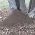 The base of trees is covered by a fire ant mound.