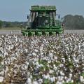 Cotton harvester