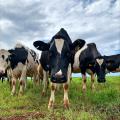 A small group of dairy cows  