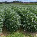 Bushy green plants grow tightly together in rows in a field.