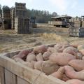 A crate of sweet potatoes sit in the foreground with many other crates in the background along with a digger and loading equipment.