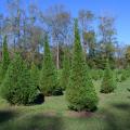 Christmas trees of various sizes grow in a field.