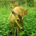 White-tailed deer in a park.