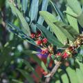 A branch with green leaves has tiny red flowers.