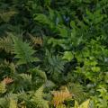 Ferns with two different leaf shapes and colors fill the frame.