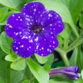 Blue flowers with white spots bloom above green foliage.