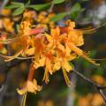 Delicate orange flowers bloom in a cluster.