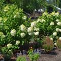 Clusters of white flowers bloom on bushes in a landscape.