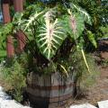 A wooden barrel holds a plant with giant, colorful leaves.