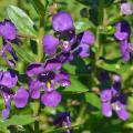 Bluish-purple flowers bloom on a stalk.