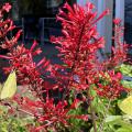 A bush has a spiky red cluster of flowers.