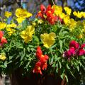 A hanging basket has red and yellow blooms.