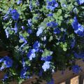 Small blue flowers bloom on a bush that drapes a fence.