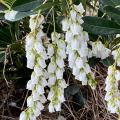 A shrub has clusters of bell-shaped blooms.