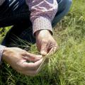 A person holds a clump of green grass while crouching in a grassy field.