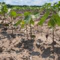 Part of a row of cotton plants in their infancy emerging from soil.