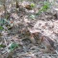 Brown baby fawn with white spots resting on a forest bed of leaves and pine needles.