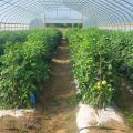 Plants grow in rows inside a greenhouse.