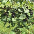 Black grapes grow in bunches on a vine.