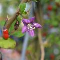 A small, purple flower blooms off a branch.