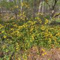A shrub covered with yellow flowers grows in front of a fence.