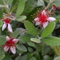 White flowers have spiky red centers.