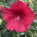 A single red bloom with a green background.