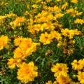 Dozens of bright yellow flowers bloom above green foliage.
