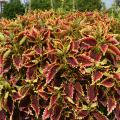 A mounding plant has red leaves with yellow edges.