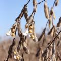 Harvest of the state’s soybean crop was about two-thirds complete by the first of October. These soybeans were drying out Sept. 19, 2015 at the Mississippi State University R.R. Foil Plant Science Research Center. (Photo by MSU Ag Communications/Kat Lawrence)