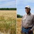 Mississippi’s growers harvested about 80,000 acres of wheat and averaged 58 bushels per acre in 2016. These amber waves of grain (left) are in a Coahoma County, Mississippi, field on May 23, 2016. David Wade (right) knows his Coahoma County, Mississippi, wheat would have produced better yields if persistent spring rains had not stunted the crop’s development. He is standing in his wheat field on May 23, 2016, shortly before harvest. (Photos by MSU Extension Service/Kevin Hudson)