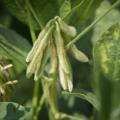 Irrigated or not, most Mississippi soybeans are growing well in the midseason weeks thanks to timely showers. These Noxubee County soybeans are part of the state’s 2.05 million acres on July 21, 2016. (Photo by MSU Extension Service/Kevin Hudson)