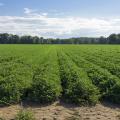 Peanuts in this Monroe County field look good on Aug. 10, 2016. Harvest is expected to begin around Sept. 10, and yield may average more than 4,000 pounds per acre, up from the average of 3,400 pounds per acre last year.  (Photo by MSU Extension Service/Kevin Hudson)