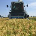 Mississippi State University field personnel begin the rice harvest on test plots at the Delta Research and Extension Center in Stoneville, Mississippi. (File photo by MSU Extension Service/Bobby Golden)