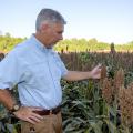 Grain sorghum acreage was low this year because of low prices and sugarcane aphid problems. Mississippi State University Extension Service specialist Erick Larson examined sorghum ready for harvest Sept. 15, 2016, at MSU’s R.R. Foil Plant Science Research Center in Starkville, Mississippi. (Photo by MSU Extension Service/Kevin Hudson)