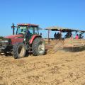 This tractor creeps across a Vardaman, Mississippi, field Sept. 20, 2016, digging sweet potatoes while workers sort them based on size and quality. (Photo by MSU Extension Service/Linda Breazeale)