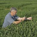 Erick Larson, corn and wheat specialist with the Mississippi State University Extension Service, takes a photo on March 22, 2017, of freeze damage on the tips of some wheat growing in variety trials at the R.R. Foil Plant Science Research Center in Starkville, Mississippi. Larson and other MSU agricultural specialists document crop issues to guide growers and consultants throughout the growing season. (Photo by MSU Extension Service/Linda Breazeale)