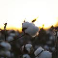 Mississippi producers are expected to plant 550,000 cotton acres this year to meet high export demand. If realized, this will be a 26 percent increase over last year’s production. (File photo by MSU Extension/Kat Lawrence)