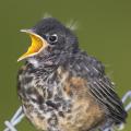 Baby wild animals, such as this robin, may appear abandoned, but usually a parent is nearby. Humans should let nature take its course. (Submitted photo)