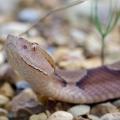 In Mississippi, most venomous snakes, such as this copperhead, have a triangular-shaped head with vertical, cat-like pupils in their eyes. The only exception is the coral snake. (Photo courtesy of Taylor Hannah)