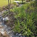 The landscape at the Oktibbeha County Heritage Museum in Starkville includes native plants and rainwater capture strategies to make the most of water resources. (Photo by MSU Office of Public Affairs/Megan Bean)