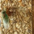 Mississippi is home to several species of cicadas, including this annual cicada. (Photo by MSU Extension Service/Kat Lawrence)