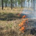 Uncontrolled wild fires can be very destructive to people and wildlife. But not all fire is bad. Biologists and land managers recognize prescribed fire -- intentional, controlled and managed burning -- as a valuable tool for creating habitat for many plants and animals.