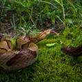 Copperheads, such as this one, are among the most common venomous snakes in Mississippi. (Photo courtesy of Robert Lewis)